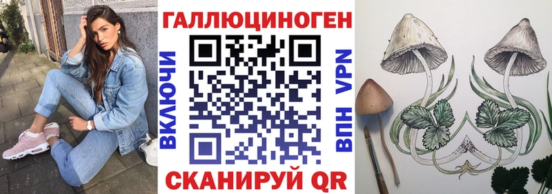 где можно купить   Волгоград  Галлюциногенные грибы GOLDEN TEACHER 